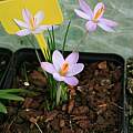 Crocus minimus, Roland and Gemma Crocus minimus, Roland and Gemma