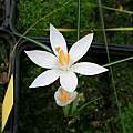 Crocus minimus, Roland and Gemma Crocus minimus, Roland and Gemma