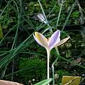 Crocus minimus, Roland and Gemma Crocus minimus, Roland and Gemma
