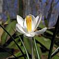Crocus minimus albus, John Lonsdale Crocus minimus albus, John Lonsdale