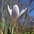 Crocus nevadensis, John Lonsdale Crocus nevadensis, John Lonsdale