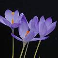Crocus nudiflorus, Tony Goode [Shift+click to enlarge, Click to go to wiki entry]