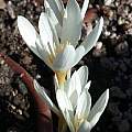 Crocus ochroleucus, Jane McGary [Shift+click to enlarge, Click to go to wiki entry]