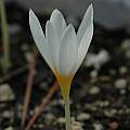 Crocus ochroleucus - back, Mary Sue Ittner [Shift+click to enlarge, Click to go to wiki entry]