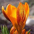 Crocus balansae, synonym Crocus olivieri ssp. balansae, John Lonsdale Crocus balansae, synonym Crocus olivieri ssp. balansae, John Lonsdale