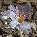 Crocus oreocreticus, Mary Sue Ittner [Shift+click to enlarge, Click to go to wiki entry]