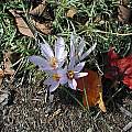 Crocus pallasii, Mark McDonough [Shift+click to enlarge, Click to go to wiki entry]