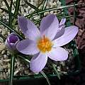 Crocus paschei, John Lonsdale [Shift+click to enlarge, Click to go to wiki entry]