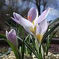 Crocus paschei, John Lonsdale Crocus paschei, John Lonsdale