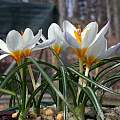 Crocus pestalozzae, John Lonsdale Crocus pestalozzae, John Lonsdale