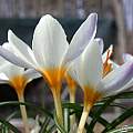 Crocus pestalozzae, John Lonsdale Crocus pestalozzae, John Lonsdale