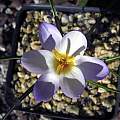 Crocus pestalozzae, John Lonsdale Crocus pestalozzae, John Lonsdale