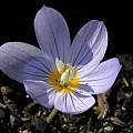 Crocus pulchellus, Mary Sue Ittner [Shift+click to enlarge, Click to go to wiki entry]