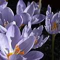 Crocus pulchellus &#039;Inspiration&#039; w/deformity, Jane McGary [Shift+click to enlarge, Click to go to wiki entry]
