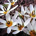Crocus reticulatus ssp. hittiticus, John Lonsdale [Shift+click to enlarge, Click to go to wiki entry]