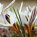 Crocus reticulatus ssp. hittiticus, John Lonsdale Crocus reticulatus ssp. hittiticus, John Lonsdale