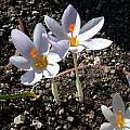 Crocus robertianus, Jane McGary [Shift+click to enlarge, Click to go to wiki entry]