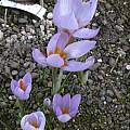 Crocus rujanensis, Jane McGary [Shift+click to enlarge, Click to go to wiki entry]