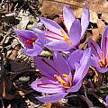 Crocus sativus, John Lonsdale