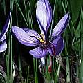 Crocus sativus, Arnold Trachtenberg [Shift+click to enlarge, Click to go to wiki entry]