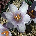 The former Crocus scepusiensis var. leucostigma, John Lonsdale The former Crocus scepusiensis var. leucostigma, John Lonsdale