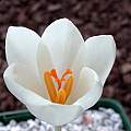 Crocus serotinus, John Lonsdale [Shift+click to enlarge, Click to go to wiki entry]