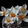 Crocus sieberi 'Bowles White', Tony Goode [Shift+click to enlarge, Click to go to wiki entry]