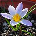 Crocus atticus, syn.Crocus sieberi ssp. atticus, Mary Sue Ittner Crocus atticus, syn.Crocus sieberi ssp. atticus, Mary Sue Ittner