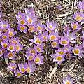Crocus sieberi ssp. sublimus 'Tricolor', Mark McDonough Crocus sieberi ssp. sublimus 'Tricolor', Mark McDonough