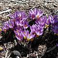 Crocus sieberi ssp. sublimus 'Tricolor', Mark McDonough Crocus sieberi ssp. sublimus 'Tricolor', Mark McDonough