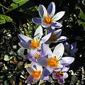 Crocus atticus, syn. Crocus sieberi ssp. atticus, Tony Goode [Shift+click to enlarge, Click to go to wiki entry]