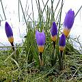 Crocus sieberi ssp. sublimus 'Tricolor', Tony Goode Crocus sieberi ssp. sublimus 'Tricolor', Tony Goode