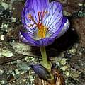Crocus speciosus 'Aino', Paige Woodward [Shift+click to enlarge, Click to go to wiki entry]