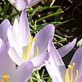 Crocus tommasinianus paler clump, Kelly Irvin Crocus tommasinianus paler clump, Kelly Irvin