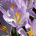 Crocus tommasinianus, Kelly Irvin [Shift+click to enlarge, Click to go to wiki entry]