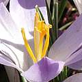 Crocus tommasinianus closeup, Kelly Irvin [Shift+click to enlarge, Click to go to wiki entry]