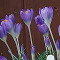 Crocus tommasinianus, Barr's Purple, David Pilling Crocus tommasinianus, Barr's Purple, David Pilling