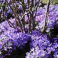 Crocus tommasinianus, Mike Rummerfield Crocus tommasinianus, Mike Rummerfield