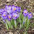 Crocus tommasinianus, Mike Rummerfield Crocus tommasinianus, Mike Rummerfield