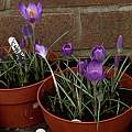 Crocus tommasinianus Whitewell Purple, 11th February 2016, David Pilling Crocus tommasinianus Whitewell Purple, 11th February 2016, David Pilling