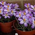 Crocus tommasinianus Whitewell Purple, 18th February 2016, David Pilling Crocus tommasinianus Whitewell Purple, 18th February 2016, David Pilling