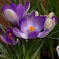 Crocus tommasinianus Yalta, 8th March 2014, David Pilling Crocus tommasinianus Yalta, 8th March 2014, David Pilling