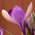 Crocus tommasinianus Yalta, 8th March 2014, David Pilling Crocus tommasinianus Yalta, 8th March 2014, David Pilling