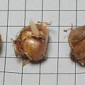 Crocus tommasinianus Yalta, corms, David Pilling Crocus tommasinianus Yalta, corms, David Pilling