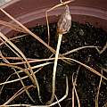Crocus tommasinianus, 21st May 2015, seed, David Pilling Crocus tommasinianus, 21st May 2015, seed, David Pilling