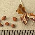 Crocus tommasinianus, 28th May 2015, seed, David Pilling Crocus tommasinianus, 28th May 2015, seed, David Pilling