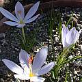 Crocus tournefortii, Jane McGary [Shift+click to enlarge, Click to go to wiki entry]