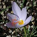 Crocus tournefortii, Mary Sue Ittner [Shift+click to enlarge, Click to go to wiki entry]