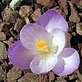 Crocus veluchensis, John Lonsdale [Shift+click to enlarge, Click to go to wiki entry]