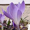 Crocus veluchensis, John Lonsdale Crocus veluchensis, John Lonsdale